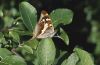 Apatura iris: M�nnchen-Unterseite