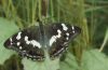 Apatura iris: Weibchen