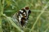 Apatura iris: Weibchen-Unterseite