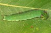 Charaxes jasius: Larva in penultimate instar (e.o. Rhodes 2013) [S]