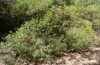 Charaxes jasius: Habitat mit Arbutus andrachne auf Rhodos (September 2013) [N]