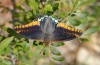 Male (Corsica, Aléria, early October 2024)