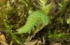 Maniola jurtina: Young larva (L2) in spring