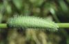 Maniola jurtina: Raupe