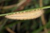 Melanargia lachesis: Larva (e.o. east Spain, 2013/2014) [S]
