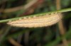 Melanargia lachesis: Raupe (e.o. Ostspanien 2013/2014) [S]