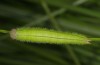 Melanargia lachesis: Larva (e.o. east Spain, 2013/2014) [S]