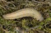 Melanargia lachesis: Larva (e.o. east Spain, 2013/2014) [S]