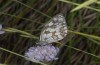 Melanargia lachesis: Male (Castellòn, July 2013) [N]