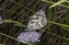 Melanargia lachesis: Männchen (Castellòn, Juli 2013) [N]