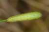 Melanargia lachesis: Half-grown larva (e.o. east Spain 2013/2014) [S]