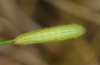 Melanargia lachesis: Halbwüchsige Raupe (e.o. Ostspanien 2013/2014) [S]