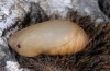 Melanargia lachesis: Pupa (e.o. east Spain, 2013/2014) [S]