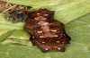 Argynnis laodice: Pupa (e.l. rearing, Romania, Sighisoara, half-grown larva in early May 2021) [S]