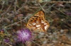 Issoria lathonia: Falter (Olymp, 1000m NN, August 2012) [N]
