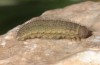 Erebia lefebvrei: Larva (e.o. rearing, Spain, Picos de Europa, Sotres, Casetón de Ándara, 1730m, oviposition early July 2016) [S]