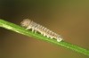 Erebia lefebvrei: Larva in the first instar (e.o. rearing, Spain, Picos de Europa, Sotres, Casetón de Ándara, 1730m, oviposition early July 2016) [S]