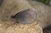 Erebia lefebvrei: Weibchen (e.o. Nordspanien, Picos de Europa, Sotres, Weibchen Anfang Juli 2016) [S]