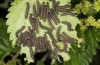 Araschnia levana: Halbwüchsige Raupen (Memmingen, August 2013) [N]