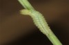 Hyponephele lupinus: L2 larva (Hungary, &Ouml;rkeny S Budapest, oviposition in July 2021) [S]