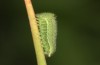 Hyponephele lupinus: L3 larva (Hungary, &Ouml;rkeny S Budapest, oviposition in July 2021) [S]