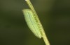 Hyponephele lupinus: L3 larva (Hungary, &Ouml;rkeny S Budapest, oviposition in July 2021) [S]