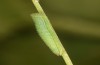 Hyponephele lupinus: L3 larva (Hungary, &Ouml;rkeny S Budapest, oviposition in July 2021) [S]