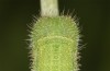 Hyponephele lupinus: L4 larva (Hungary, &Ouml;rkeny S Budapest, oviposition in July 2021) [S]
