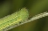 Hyponephele lupinus: L4 larva (Hungary, &Ouml;rkeny S Budapest, oviposition in July 2021) [S]