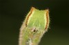 Hyponephele lupinus: L5 larva (Hungary, &Ouml;rkeny S Budapest, oviposition in July 2021) [S]