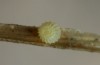 Hyponephele lupina: Egg (Rhodes, Attaviros, September 2013) [S]