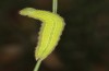 Hyponephele lupinus: L5 larva (Hungary, &Ouml;rkeny S Budapest, oviposition in July 2021) [S]