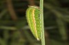 Hyponephele lupinus: L5 larva (Hungary, &Ouml;rkeny S Budapest, oviposition in July 2021) [S]