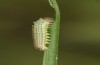 Hyponephele lupinus: L1 larva after hibernation (Hungary, &Ouml;rkeny S Budapest, oviposition in July 2021) [S]