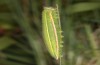 Hyponephele lupinus: L5 larva (Hungary, &Ouml;rkeny S Budapest, oviposition in July 2021) [S]