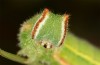 Hyponephele lupinus: L5 larva (Hungary, &Ouml;rkeny S Budapest, oviposition in July 2021) [S]