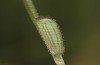 Hyponephele lupinus: L1 larva in moult rest (Hungary, &Ouml;rkeny S Budapest, oviposition in July 2021) [S]