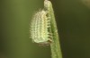 Hyponephele lupinus: L1 larva in moult rest (Hungary, &Ouml;rkeny S Budapest, oviposition in July 2021) [S]