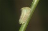 Hyponephele lupinus: L2 larva (Hungary, &Ouml;rkeny S Budapest, oviposition in July 2021) [S]