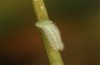 Hyponephele lupinus: L2 larva (Hungary, &Ouml;rkeny S Budapest, oviposition in July 2021) [S]