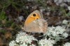 Female (N-Greece, Olympus, late June 2013)