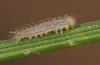 Hyponephele lycaon: L1 larva in spring (e.o. rearing, Switzerland, Valais, Stalden, oviposition in mid-July 2022) [S]