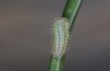 Hyponephele lycaon: L1 larva in spring (e.o. rearing, Switzerland, Valais, Stalden, oviposition in mid-July 2022) [S]
