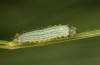 Hyponephele lycaon: L1 larva in moult rest (e.o. rearing, Switzerland, Valais, Stalden, oviposition in mid-July 2022) [S]