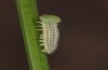 Hyponephele lycaon: L2 larva (e.o. rearing, Switzerland, Valais, Stalden, oviposition in mid-July 2022) [S]