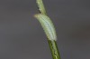 Hyponephele lycaon: L2 larva (e.o. rearing, Switzerland, Valais, Stalden, oviposition in mid-July 2022) [S]