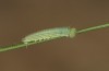 Hyponephele lycaon: L2 larva (e.o. rearing, Switzerland, Valais, Stalden, oviposition in mid-July 2022) [S]