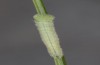 Hyponephele lycaon: L3 larva (e.o. rearing, Switzerland, Valais, Stalden, oviposition in mid-July 2022) [S]