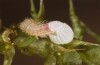Hyponephele lycaon: Hatching larva (Switzerland, Valais, Stalden, oviposition in mid-July 2022) [S]