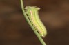 Hyponephele lycaon: L5 larva (e.o. rearing, Switzerland, Valais, Stalden, oviposition in mid-July 2022) [S]
